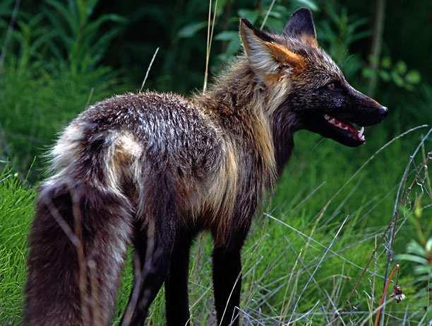 Liška obecná (Vulpes vulpes) liška uhlířka, liška březová,