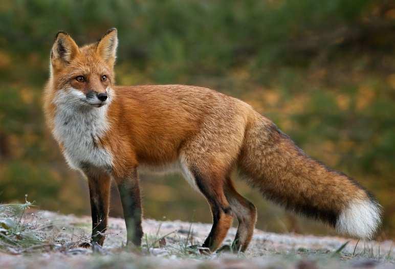 Liška obecná (Vulpes vulpes) při kaňkování se ozývají protáhlým štěkotem - skolením samice je plná 52-56 dnů