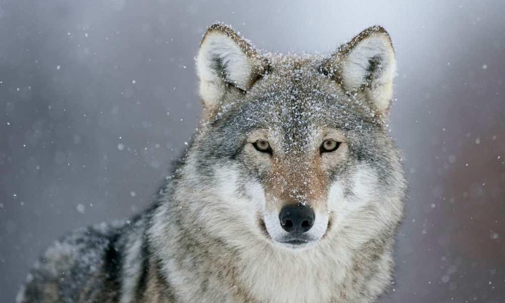 Vlk obecný (Canis lupus) drží se hlavně v rozsáhlých lesích vrchovin a hor od německého ovčáka se liší širší hlavou, šikmými světly, krátkými a