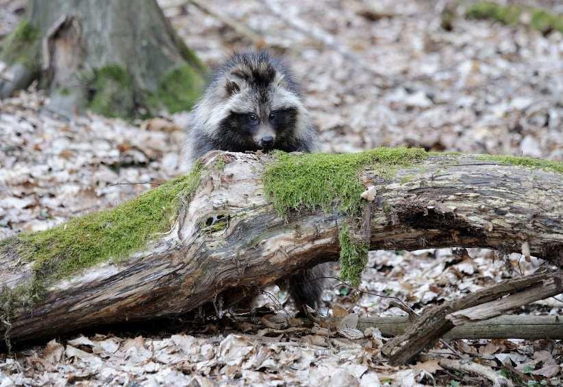 Psík mývalovitý (Nyctereutes procyonoides) samice 3-4 páry mléčných bradavek páření probíhá v březnu-dubnu a doba březosti trvá 60 až 64 dnů samice vrhá