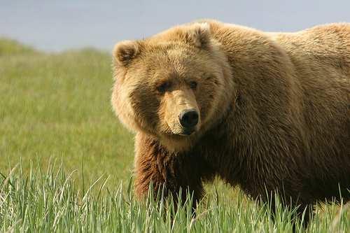 Medvěd hnědý (Ursus arctos) výskyt: Slovensko (Malá a Velká Fatra, Nízké a Vysoké Tatry, Slovenské Rudohoří), Beskydy je naší původní zvěří