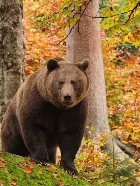 Medvěd hnědý (Ursus arctos) široké oblasti výskytu odpovídá rozdílné zbarvení této zvěře houně světle hnědé až úplně černé, mohou mít šedý až