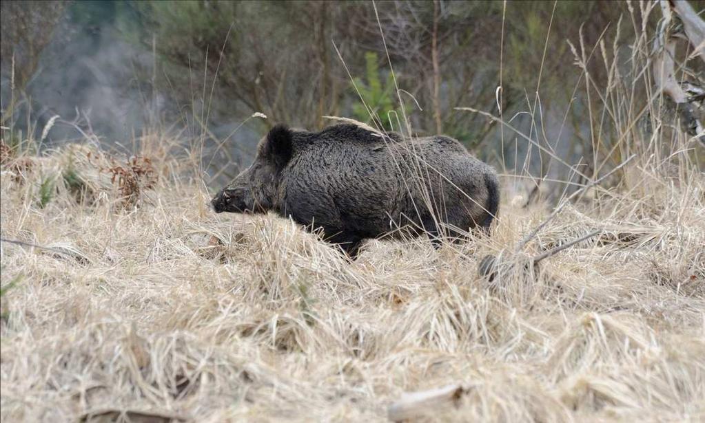 Prase divoké (Sus scrofa) dnes žije prakticky všude od nížin po horní hranici lesa lužní lesy a lesy sousedící s polními kulturami (zejména lesy smíšené a listnaté s