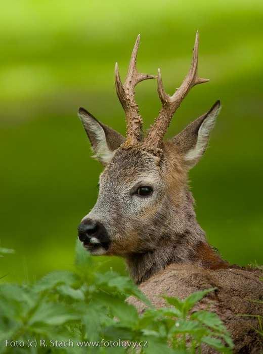 Srnec obecný (Capreolus capreolus) běhy dlouhé a velmi štíhlé, zadní běhy delší než přední - daleké i vysoké skoky hlava krátká, kuželovitá, světla