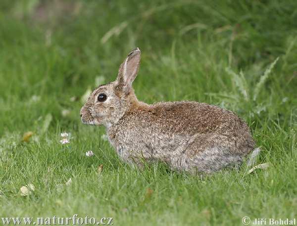 Králík divoký (Oryctolagus cuniculus) na rozdíl od zajíce nežije divoký králík samotářsky, ale v početných koloniích králíci