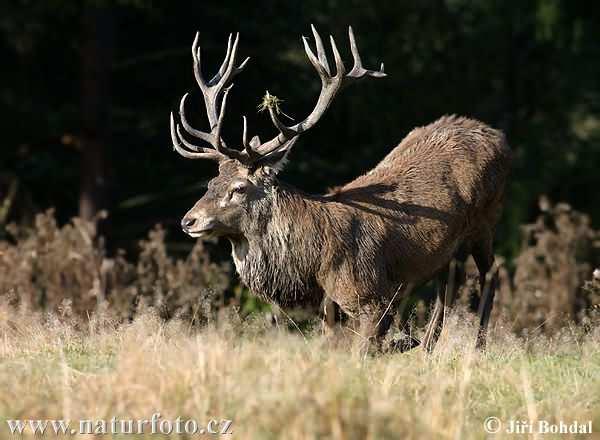 Jelen evropský (Cervus elaphus) nejpočetnější stavy jelení zvěře v Evropě jsou dnes na území bývalé Jugoslávie, v Bulharsku, Rumunsku, Maďarsku, České republice, Slovenské republice a