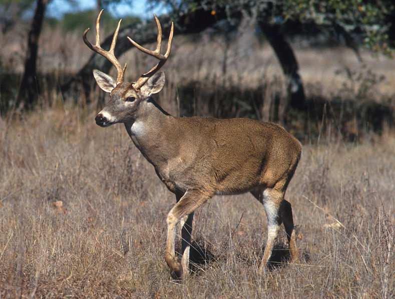 Jelenec běloocasý (Odocoileus virginianus) pravlastí je S Amerika vysazen byl na Novém Zélandu, Kubě a různých oblastech Evropy (dobře se aklimatizoval ve Finsku) k