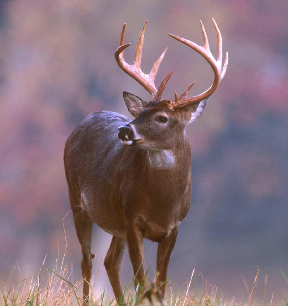 Jelenec běloocasý (Odocoileus virginianus) je útlý, má dlouhý krk a dlouhou hlavu košíčkovitý tvar paroží se 4 i více nahoru