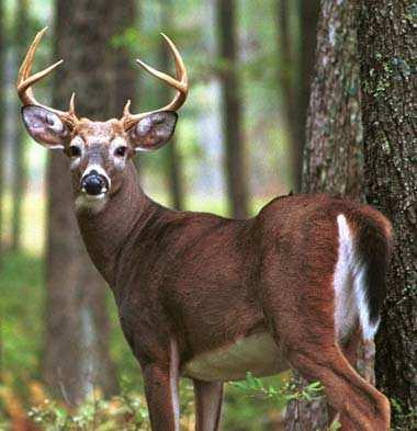 Jelenec běloocasý (Odocoileus virginianus) bíle je zbarvena spodní strana dolní čelisti, hrdlo, vnitřní strany běhů,