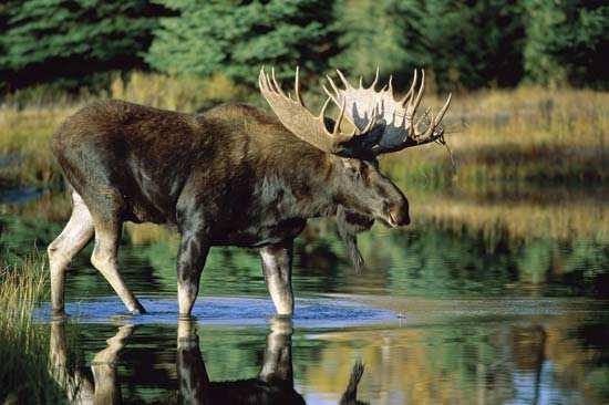 Los evropský (Alces alces) oblast výskytu začíná v Polsku a zabírá území všech evropských severských zemí, území Sibiře a lesnaté části Asie až