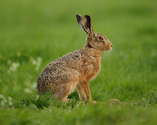 Zajíc polní (Lepus europaeus) u nás se vyskytuje téměř všude, nesetkáme se s ním