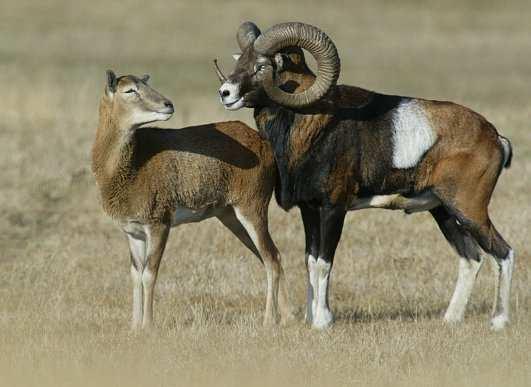 Muflon (Ovis musimon) původní oblast výskytu ve Středomoří současný výskyt ostrůvkovitý po celém