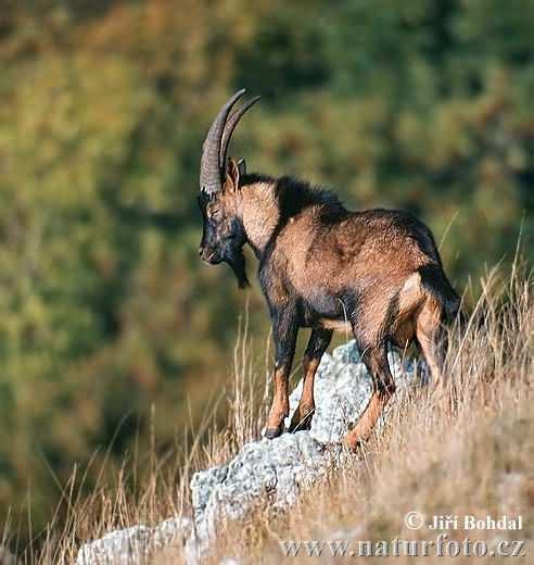 Koza bezoárová (Capra aegagrus) u nás nepůvodní druh je předkem