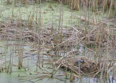 Ondatra pižmová (Ondatra zibethicus) ondatry jsou vázány na vodu živí se převážně