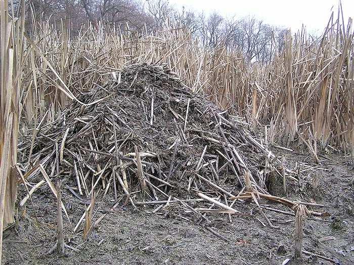 Při stavbě nor mohou poškodit zemní hráze