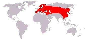 Jezevec lesní (Meles meles) výskyt: Evropa, V a střední Asie,