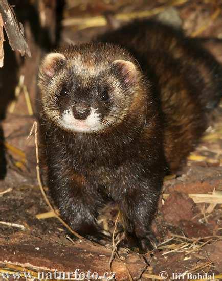 Tchoř tmavý (Mustela putorius) žije v celé Evropě až po Ural a Černé moře u nás běžný, vyhýbá se polním