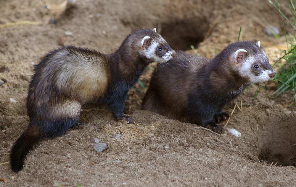 Tchoř tmavý (Mustela putorius) dlouhé zavalité tělo a poměrně nízké běhy téměř se břichem dotýkají podkladu (ve