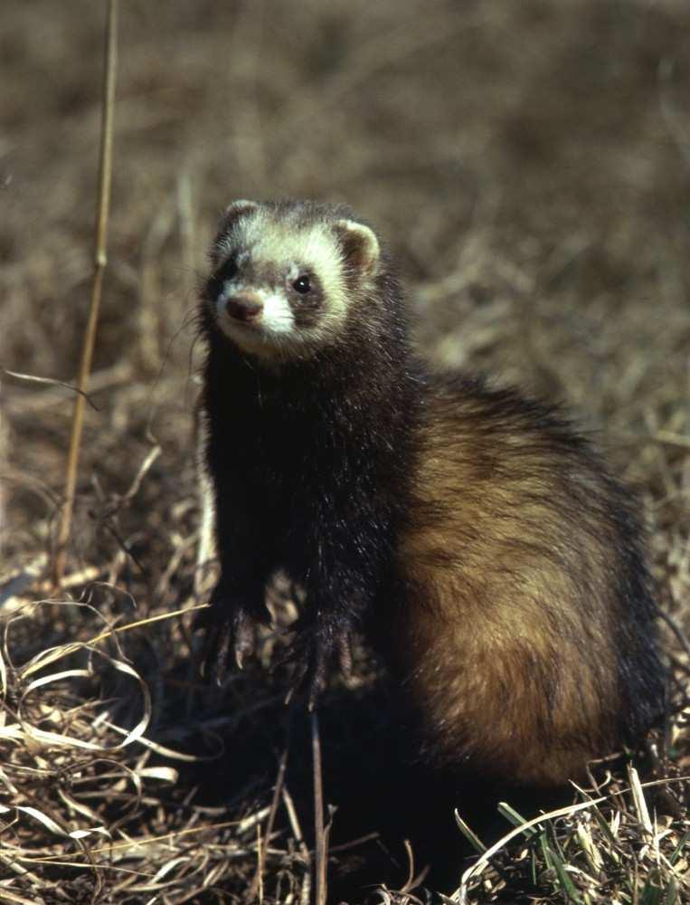 Tchoř tmavý (Mustela putorius) černé pesíky, světlá podsada bělavou barvu mají pysky, slecha na okrajích a pruh