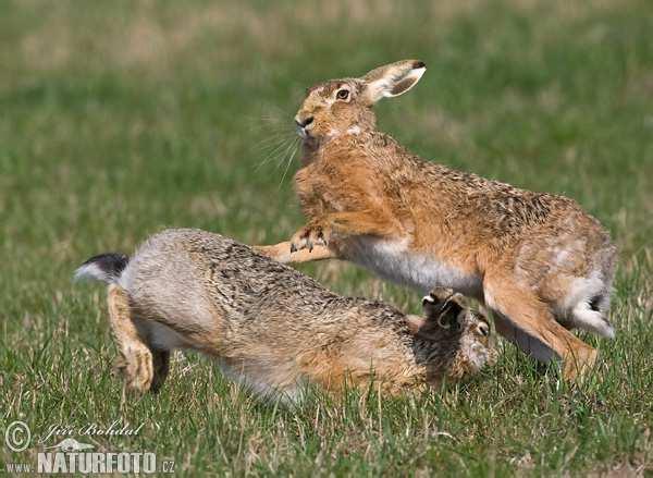 Zajíc polní (Lepus europaeus) honcování zajíců probíhá kromě října a listopadu po celý rok jednu zaječku obyčejně