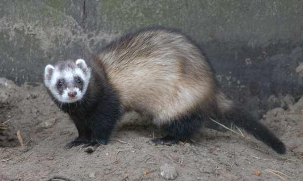 Tchoř tmavý (Mustela putorius) páření tchořů probíhá v březnu-dubnu a doba březosti trvá 40-43 dnů indukovaná ovulace nedochází k utajené březosti samice vrhá