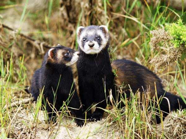 Tchoř tmavý (Mustela putorius) potrava rozličná a převládá v ní více masa než v potravě kun (myši, hraboši, potkani, jedovatí hadi, žáby, vajíčka, doplňkově ptáci, králíci, hmyz a zdechliny)