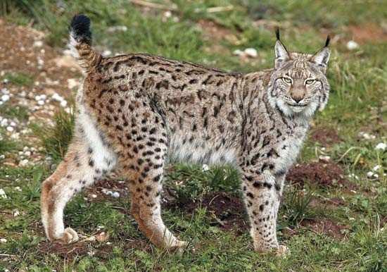 Rys ostrovid (Lynx lynx) výskyt: Skandinávie, Balkán, Rumunsko, Polsko, bývalé SSSR, Sibiř, Malá Asie, Severní Amerika malém množství v Alpách a Pyrenejích Moravskoslezské