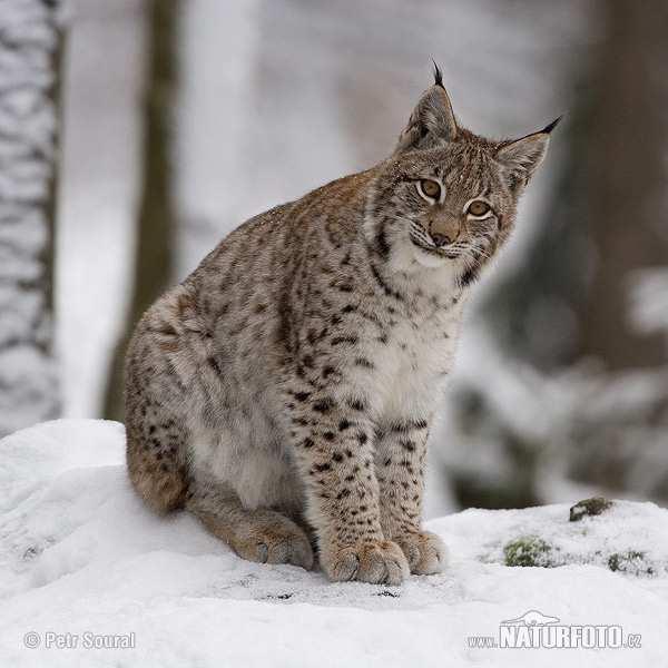 Rys ostrovid (Lynx lynx) zbarvení proměnlivé - bývá rezavě žlutý se světlejšími nebo tmavšími odstíny s