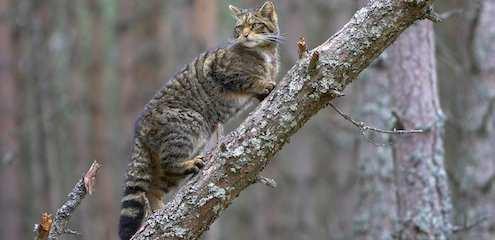 Kočka divoká (Felis silvestris) řadí se k našim nejvzácnějším savcům žije v malém počtu ve Skotsku, v Pyrenejích, Alpách, Maďarsku, Polsku, Rumunsku, na Balkáně a na území zaniklého SSSR; její