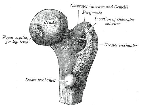 2.2. Femur Proximální konec femuru lze rozdělit na hlavici, krček a trochanterický masiv. Hlavice, caput femoris, tvoří přímé pokračování krčku femuru a podélná osa krčku prochází středem hlavice.