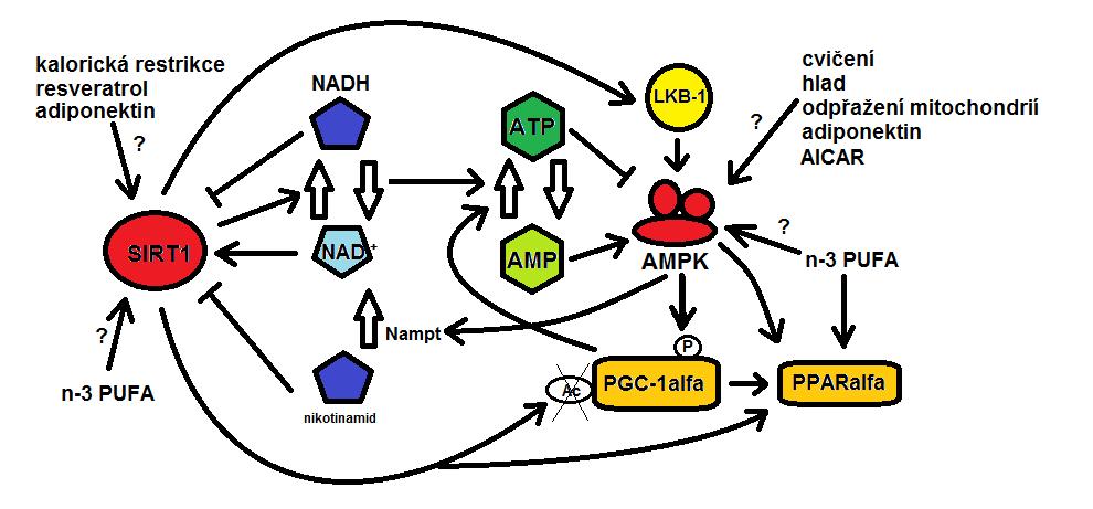 AMPK mechanismem nezávislým na SIRT1, jak bylo naznačeno výše, může být zvýšená mitochondriální biogeneze po jeho aplikaci spíše důsledkem této dráhy.