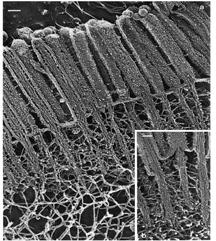 Špecializácia voľného povrchu epitelových buniek kutikula epitelové bunky bezstavovocov
