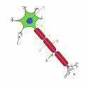 Neurón zloženie: telo(neurocyt, perikaryon, pyrenofor)