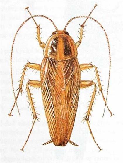 Řád: Švábi (Blattodea) 0,5-10