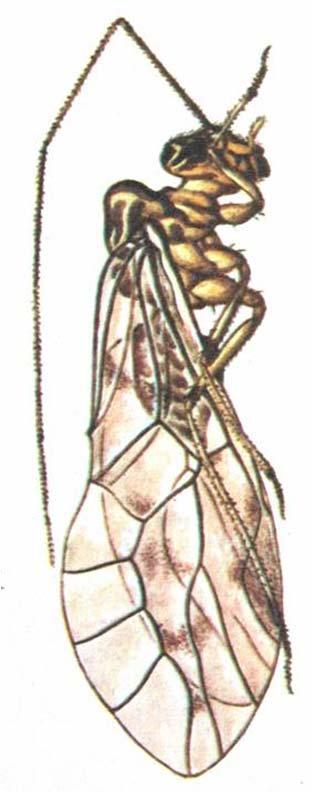 Řád: Psocodea Podřád: Pisivky (Psocoptera) 1-10 mm Blanitá křídla