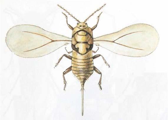 Nadčeleď: Červci (Coccoidea) Drobné druhy 1-15