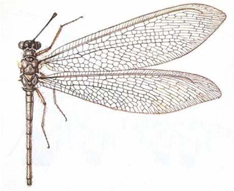 Řád: Síťokřídlí (Neuroptera) 0,5-10 cm