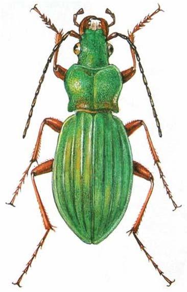 Řád: Brouci (Coleoptera) 0,1-9 cm Přední křídla krovky, zadní blanitá, někdy redukovaná