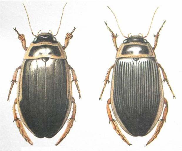 (Adephaga) Převážně zoofágní Většinou užiteční Střevlíkovití (Carabidae) Potápníkovití