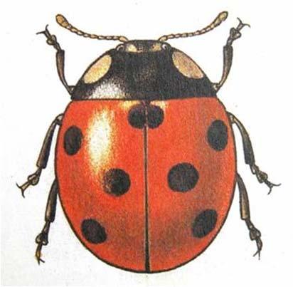 (Cantharidae) Slunéčkovití (Coccinellidae) Páteříček