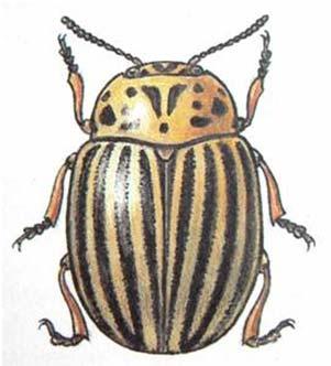 Chroustek Amphimallon