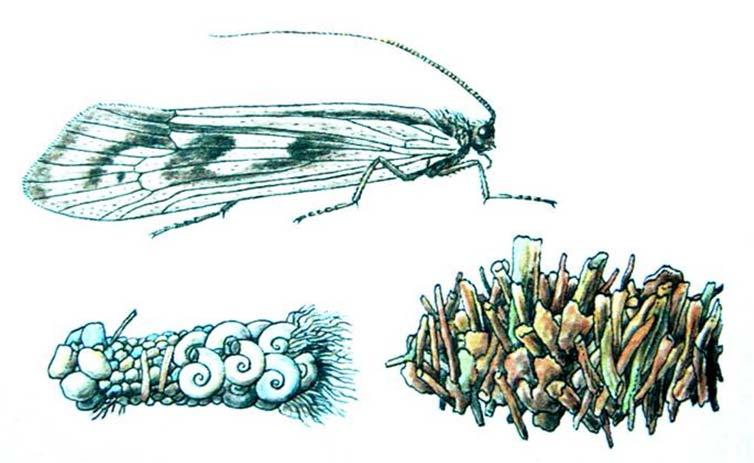 0,3-5 cm Řád: Chrostíci (Trichoptera) Křídla pokrytá chloupky střechovitě