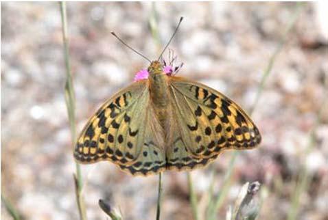 Řád: Motýli (Lepidoptera) 0,3-15 cm Ústní