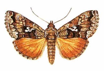 Motýli (Lepidoptera) -