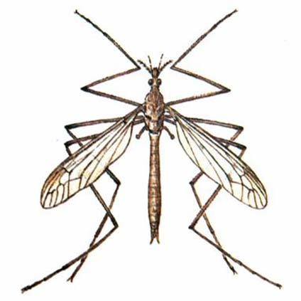 (Aedes vexans) Tiplice zelná (Tipula oleracea)