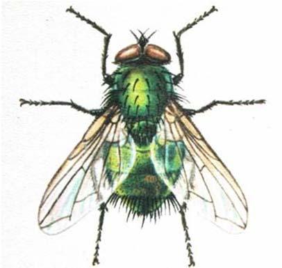 (Musca domestica) Bzučivka