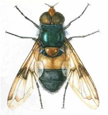 (Echinomyia fera) Dlouhososka