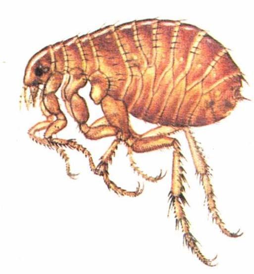 Řád: Blechy (Siphonaptera) 2-6 mm Bodavě sací ústní ústrojí Druhotně bezkřídlí Tělo bočně zploštělé Hrudní články volné Zadní