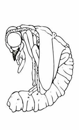 Kukly Kousací (pupa dectica)