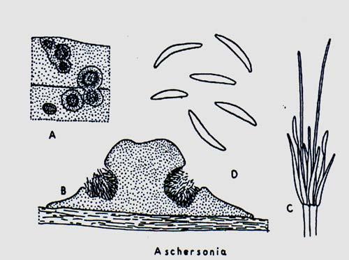v průběhu přirozené epizootie v citrusových sadech na Floridě (Fawcett 1908, Pech 1921). Kromě molice citrusové byla následně zjištěna i na dalších druzích molic, z nichž mezi nejznámější patří T.